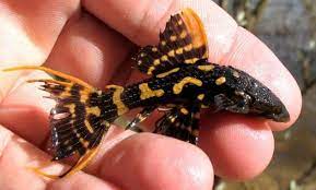 L273 Titanic Pleco (Pseudacanthicus sp)