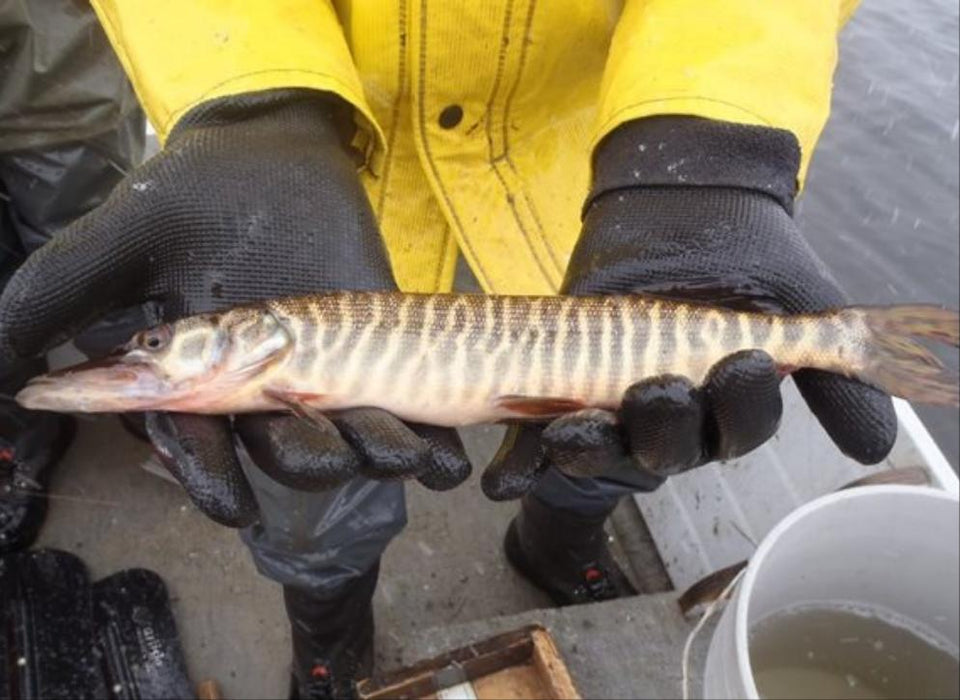 Tiger Muskie (Esox sp)