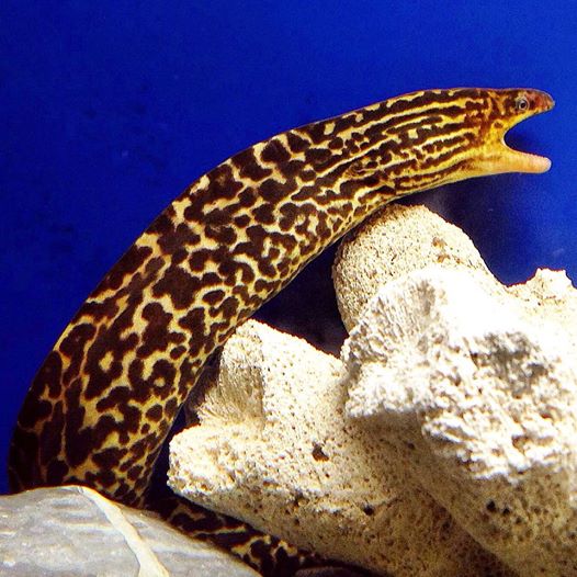 Tiger Moray Eel (Gymnothorax polyuranodon)