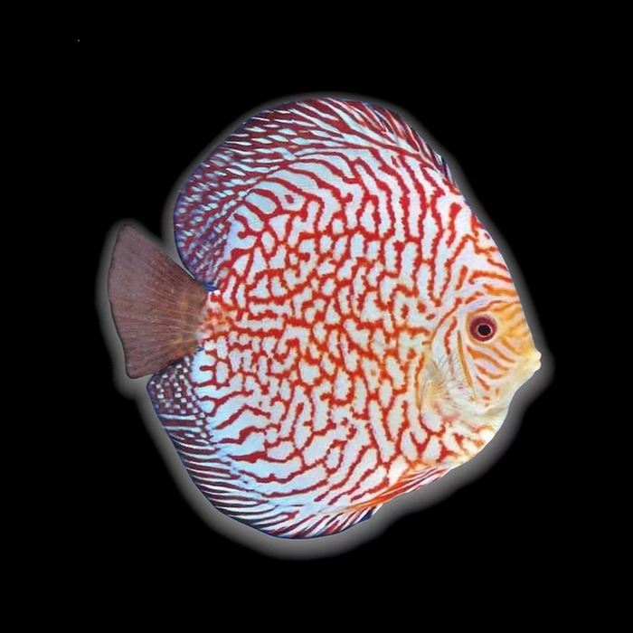 Tiger Pigeon Snakeskin Discus (Symphysodon aequifasciatus Tiger Pigeon Snakeskin Discus (Symphysodon aequifasciatus
