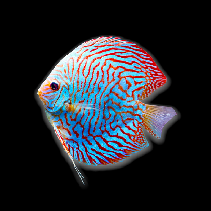 DISCUS – Predatory Fins