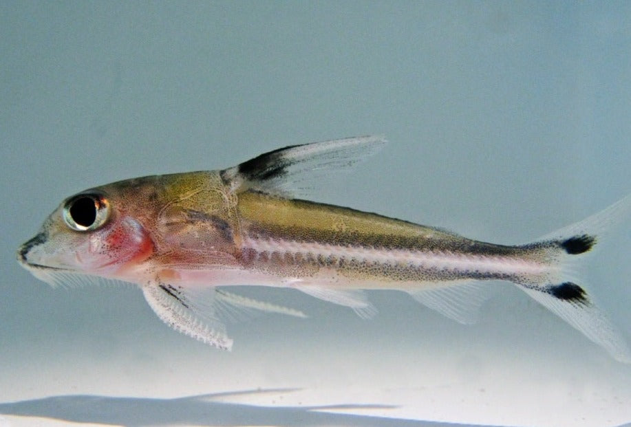 Trimaculatus Dolphin Catfish (Tenellus trimaculatus)