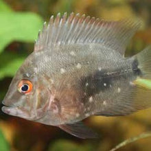 Load image into Gallery viewer, Uaru Cichlid (Uaru Amphiacanthoides)
