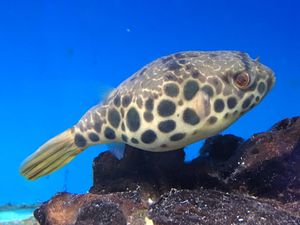 Spotted Congo Puffer Fish (Tetraodon schoutedeni)