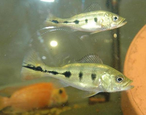 Mono Peacock Bass (Cichla monoculus)