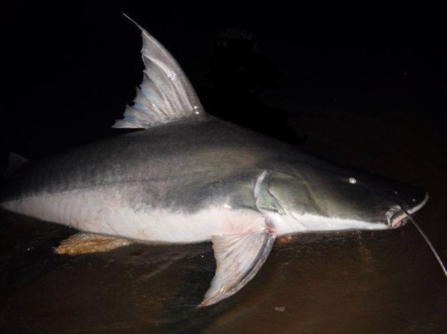 Vaillanti Catfish (Brachyplatystoma vaillantii)