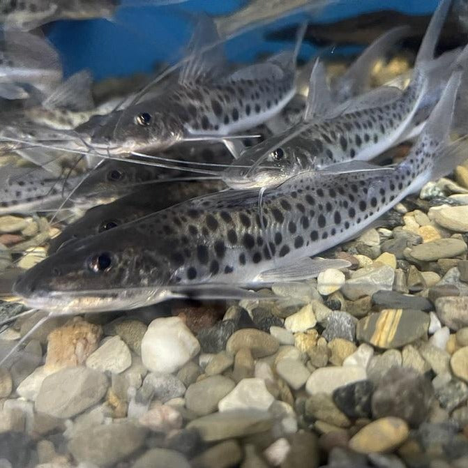 Vulture Catfish (Calophysus macropterus)