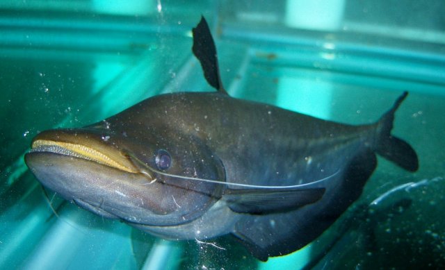 Blackhawk Wallago Catfish (Wallagonia micropogon)