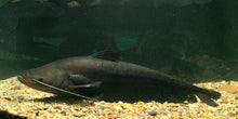 Load image into Gallery viewer, Blackhawk Wallago Catfish (Wallagonia micropogon)
