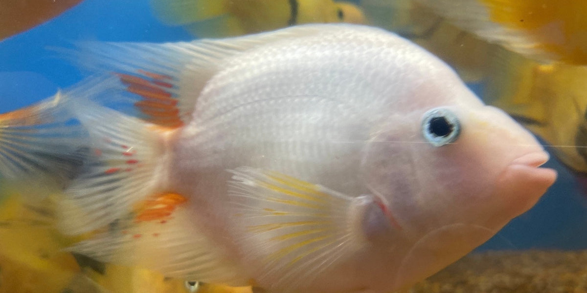 White Parrot Cichlid (Cichlasoma sp) — Predatory Fins White Parrot Cichlid (Cichlasoma sp) — Predatory Fins