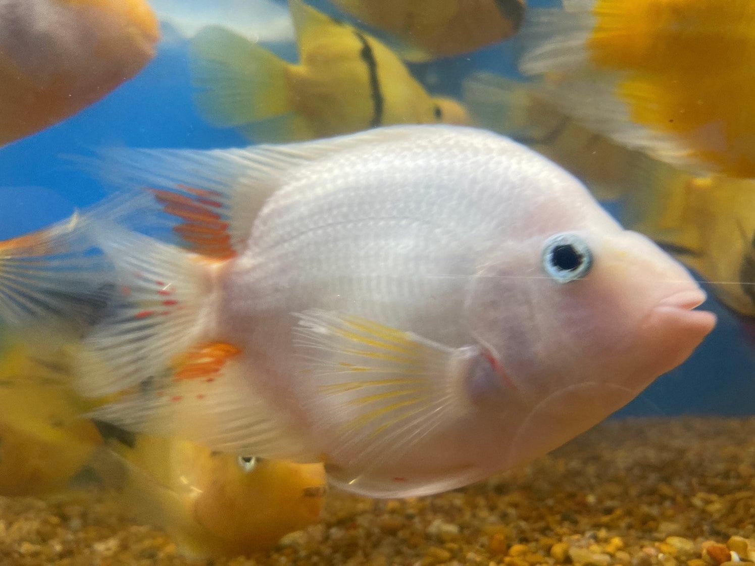 PARROT CICHLID — Predatory Fins