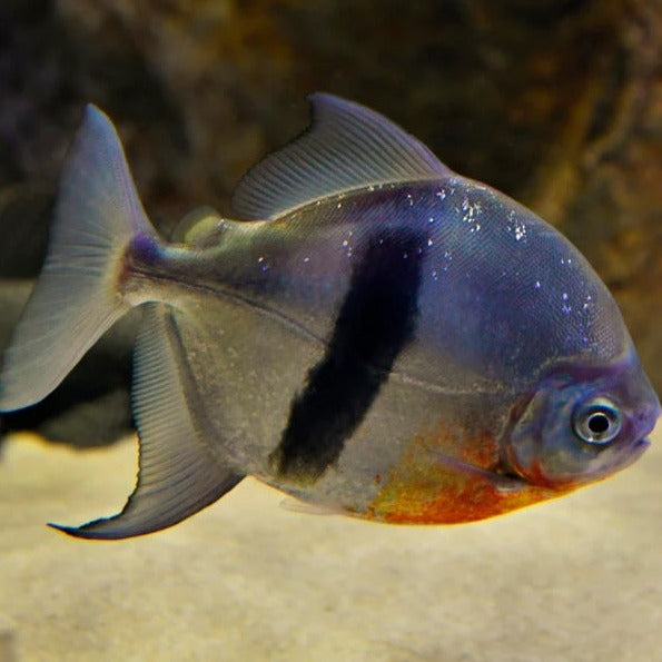 Wide Bar Silver Dollar (Myleus schomburgkii) — Predatory Fins