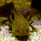 Load image into Gallery viewer, Wild Starburst Axolotl (Ambystoma mexicanum)
