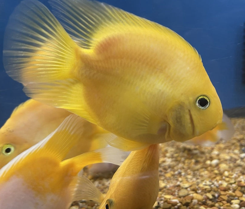 Yellow Ingot Parrot Fish Cichlid (Cichlasoma sp)
