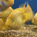 Yellow Ingot Parrot Fish Cichlid (Cichlasoma sp)