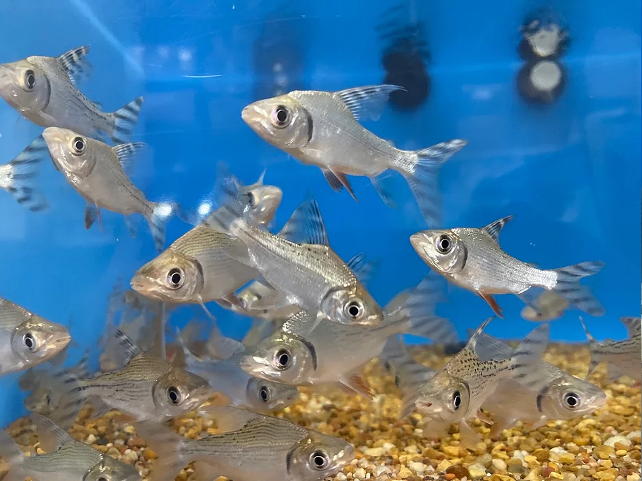 Flagtail Yellowfin Flagtail Prochilodus (Semaprochilodus lacticeps) – Predatory Fins