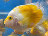 Yellow and White Parrot Cichlid (Cichlasoma sp)
